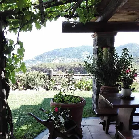 Il Vigneto