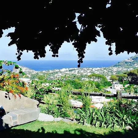 Il Vigneto