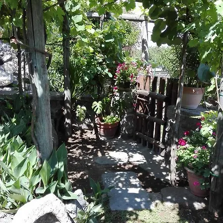 Il Vigneto