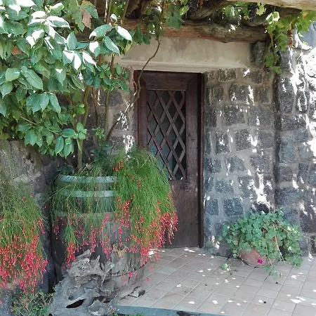 Il Vigneto *